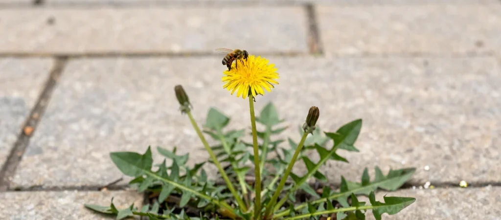 Una flor pequeña, muchas visitas
